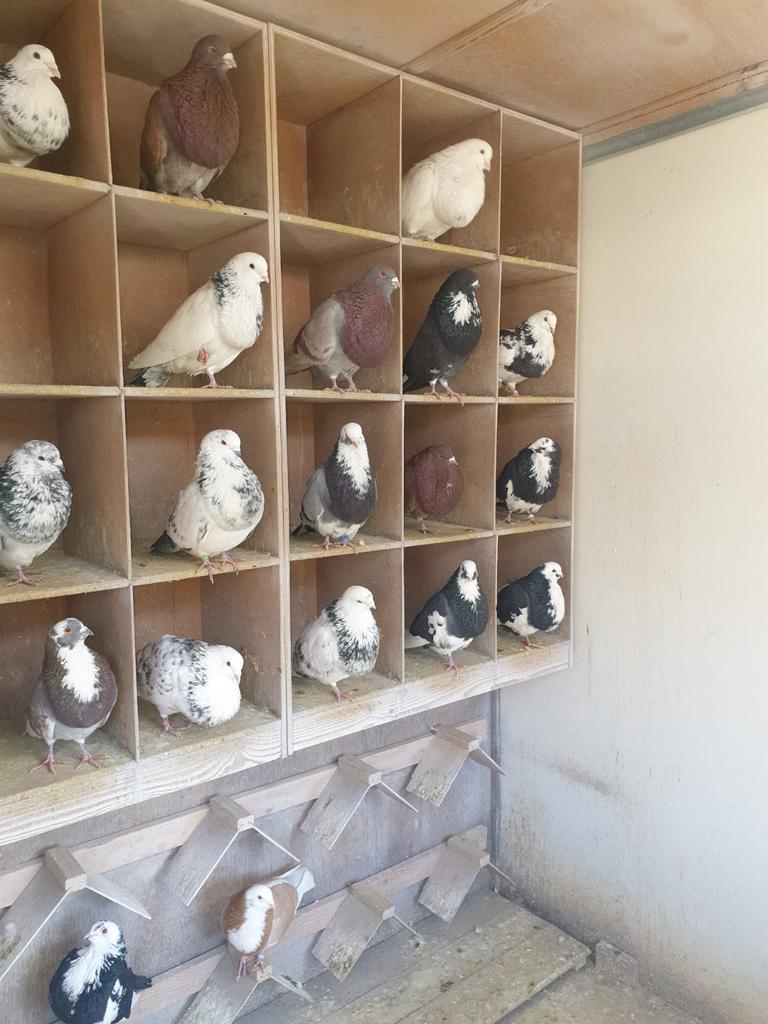 HAAGSE TILDUIVEN 2 ZWARTBONTE DOFFERS, Mannelijk, Kropper