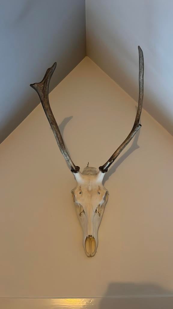 Edelhert gewei, Ophalen, Zo goed als nieuw