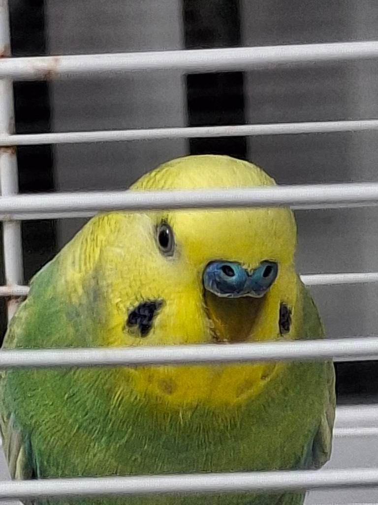 Parkiet man inclusief kooi, Mannelijk, Parkiet