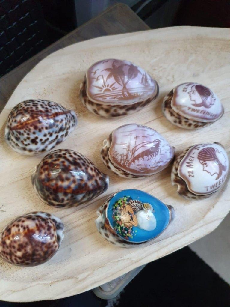 Leuke verzameling schelpen 8 stuks, Verzamelen, Mineralen en Fossielen, Schelp(en), Ophalen of Verzenden