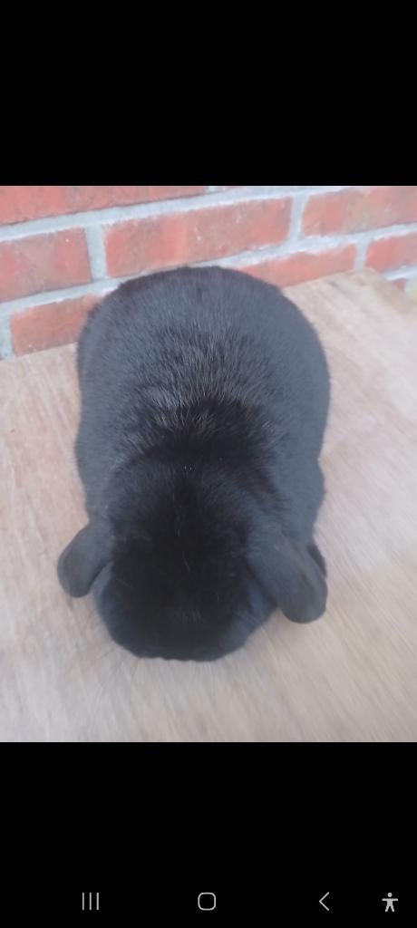 Konijn te koop, Dieren en Toebehoren, Konijnen, Vrouwelijk, Klein, Hangoor, 0 tot 2 jaar