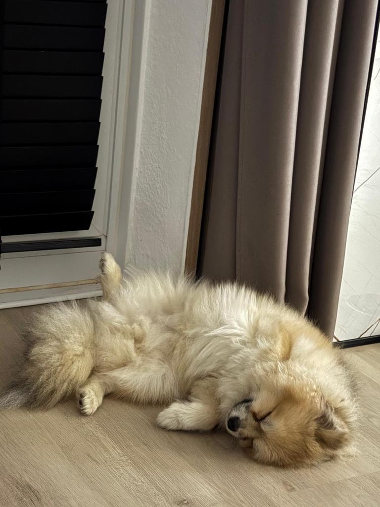 Pomsky 8 Maand Pablo zoekt een nieuw huis - Zie omschrijving, Keeshond, Rabiës (hondsdolheid), 15 weken tot 1 jaar, Reu