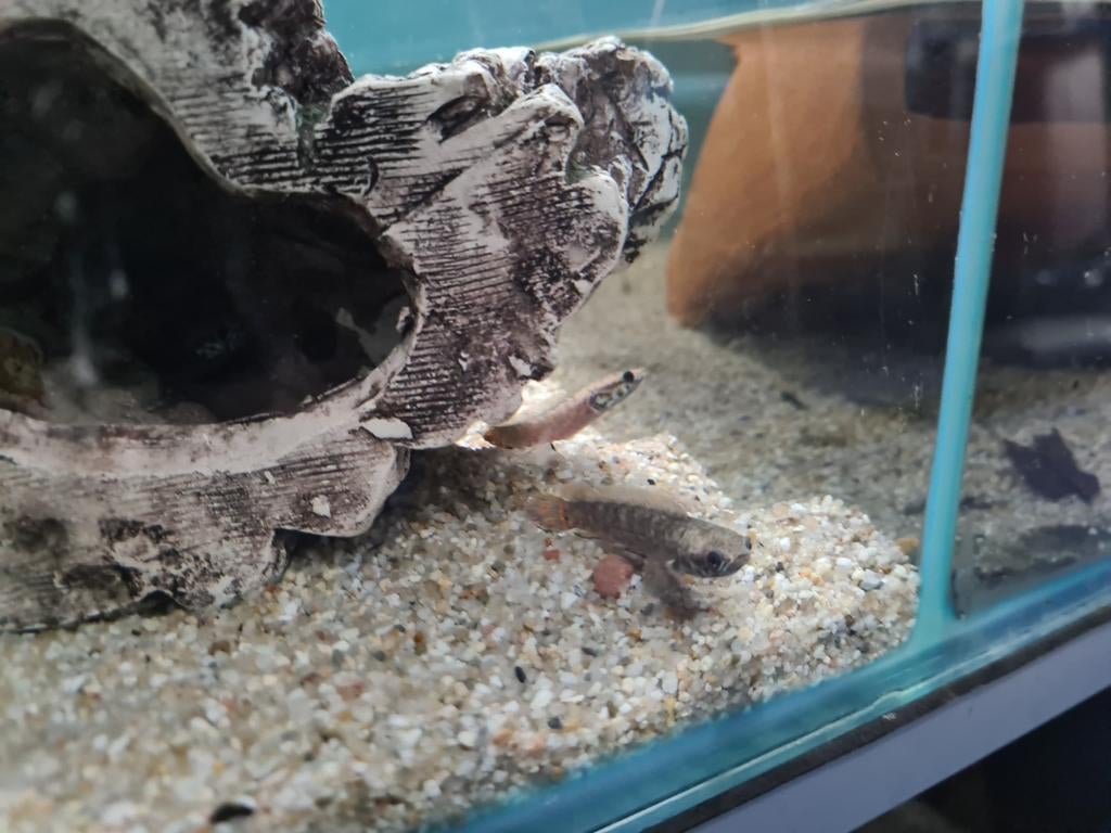 Channa Bleheri, Slangenkopvis, Dieren en Toebehoren, Vis, Zoetwatervis