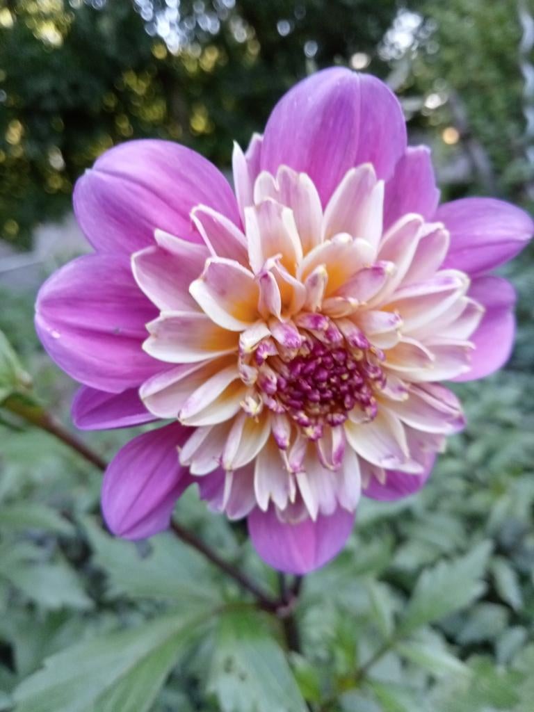 Dahlia take off, Ophalen of Verzenden, Volle zon, Knol