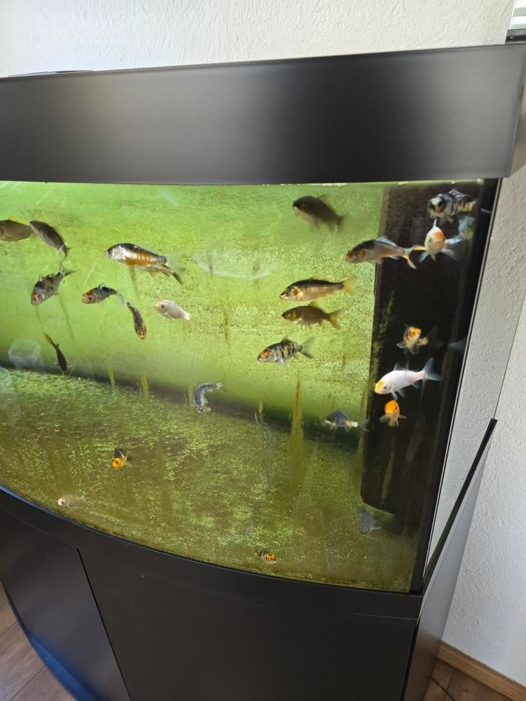 Jonge koi karpers, Dieren en Toebehoren, Vissen | Vijvervissen