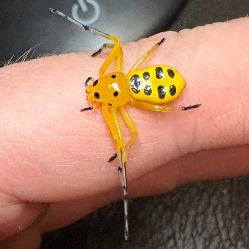 Platythomisus octomaculatus vrouwen 1-2cm, Dieren en Toebehoren, Insecten en Spinnen, Spin of Schorpioen