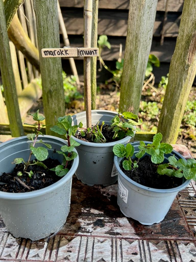 MAROKKAANSE MUNT uit Biologische moestuin. Vaste plant, Tuin en Terras, Ophalen, Vaste plant, Halfschaduw, Kruiden