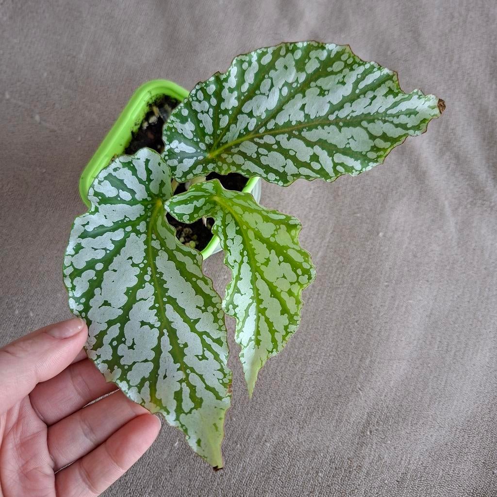 Begonia Avalanche plant, Ophalen of Verzenden, Halfschaduw, Minder dan 100 cm