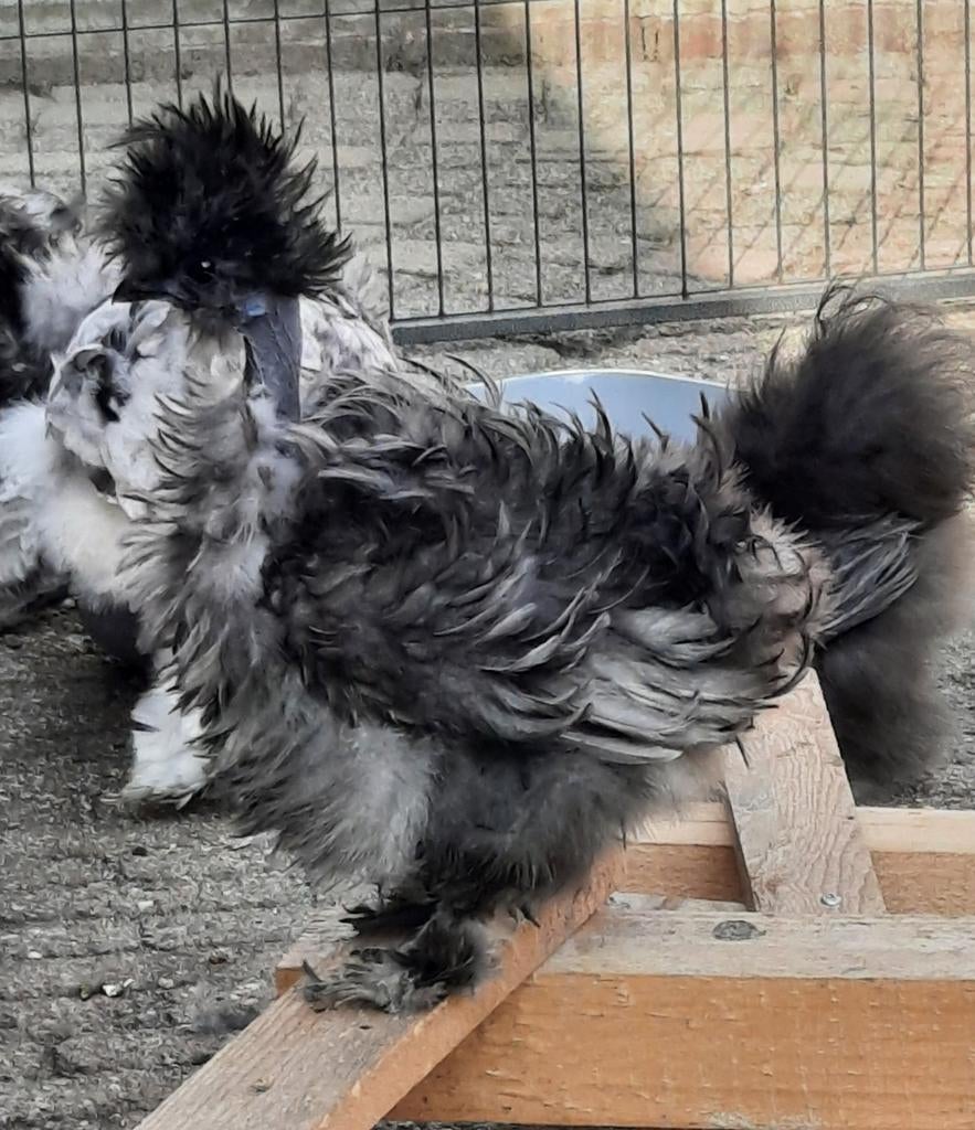 Jonge USA Zijdehoen haan Bowtie Showgirl Blauw krulveer, Mannelijk, Kip