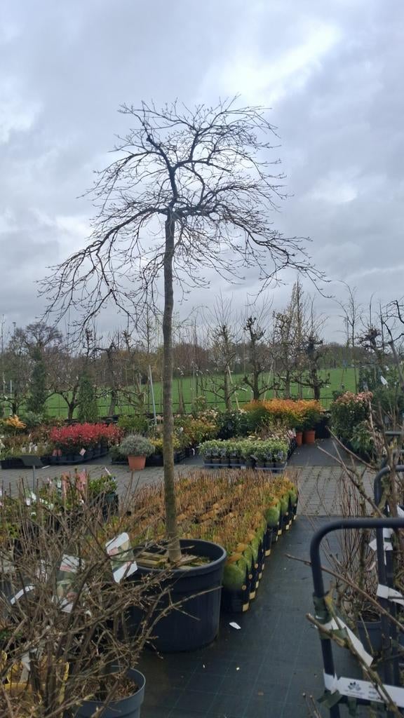 Acer Palmatum Dissectrum Inabashidare, hoogstam esdoorn, In pot, Bloeit niet, Ophalen of Verzenden, 250 tot 400 cm