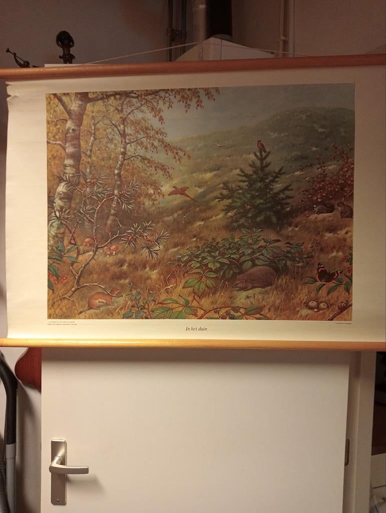 Vintage Schoolplaat 'In het duin' M.A. Koekkoek, Ophalen of Verzenden, Natuur en Biologie