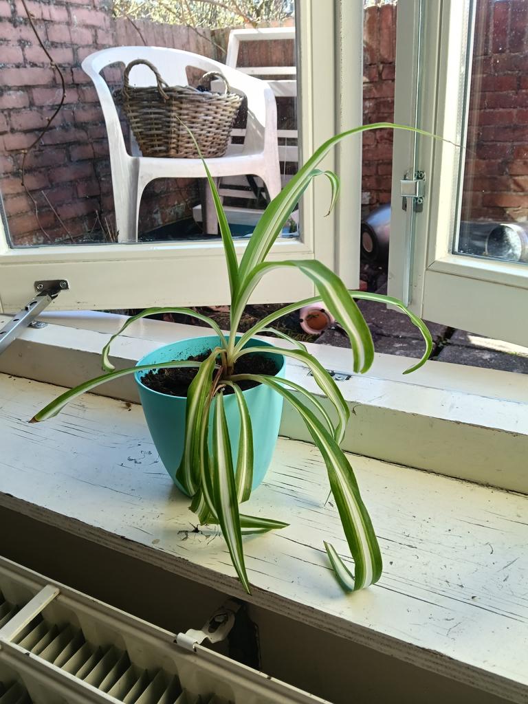 Graslelie (spider plant) inclusief blauwe pot (plastic)!, Ophalen, Halfschaduw, In pot, Minder dan 100 cm