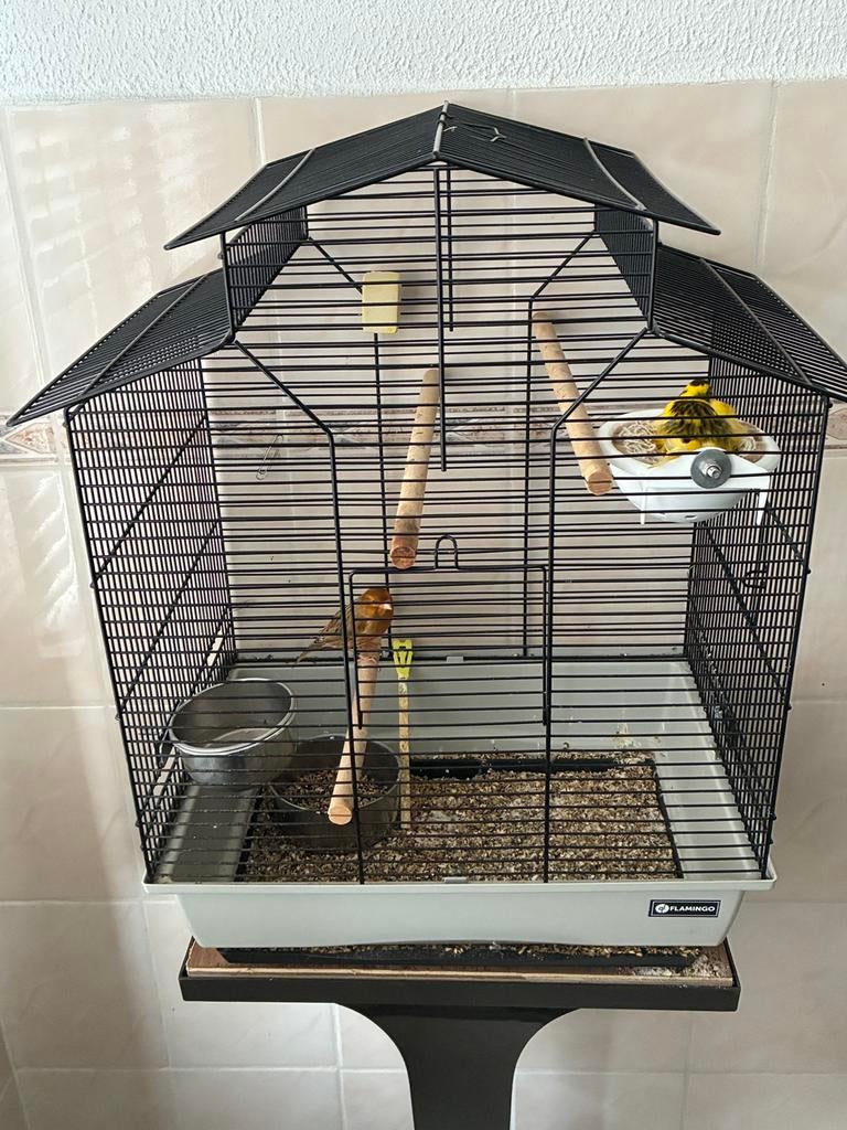 Te koop: Koppel kanaries, Dieren en Toebehoren, Meerdere dieren, Kleurkanarie