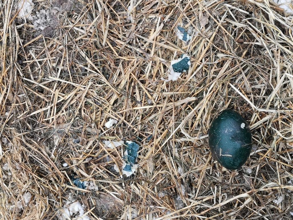 Emoe ei, Geslacht onbekend