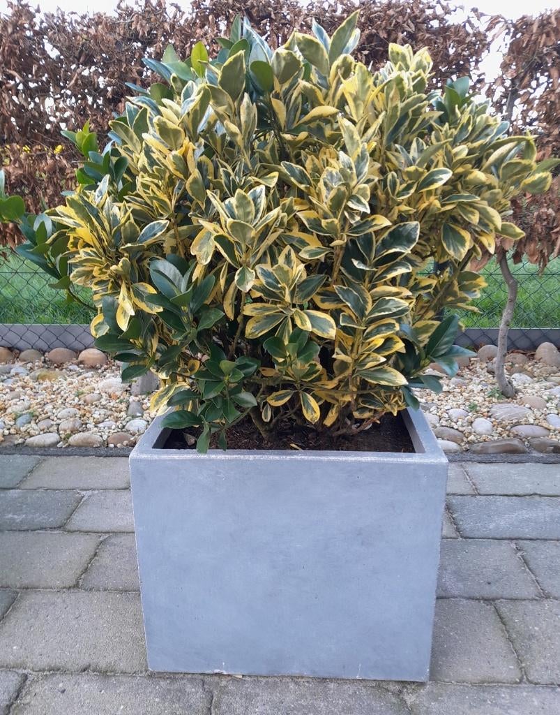 Euonymus -Kardinaalsmuts plant, Ophalen, Overige soorten, Volle zon