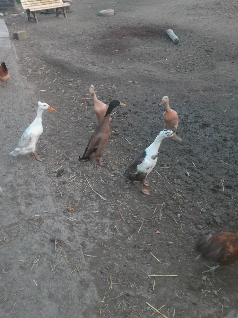 Broedeieren Indische loopeend., Dieren en Toebehoren, Geslacht onbekend, Eend