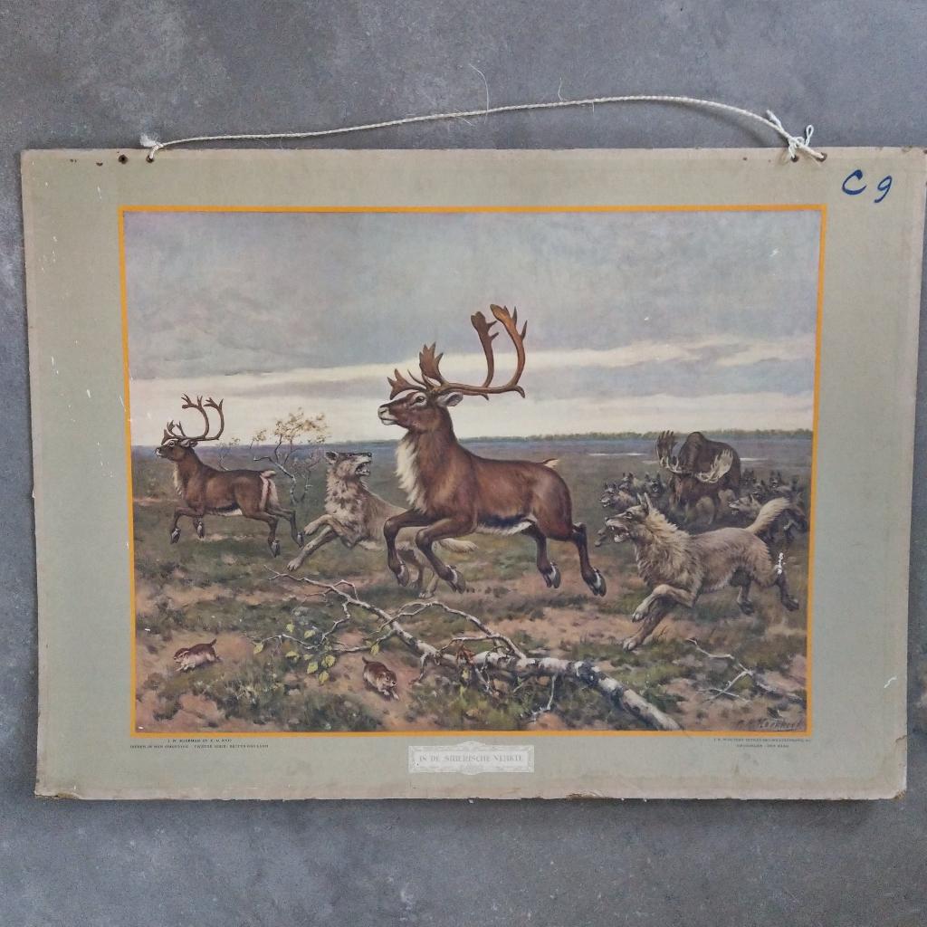 Schoolplaat In de Siberische vlakte – Koekkoek – 1924, Ophalen of Verzenden, Natuur en Biologie