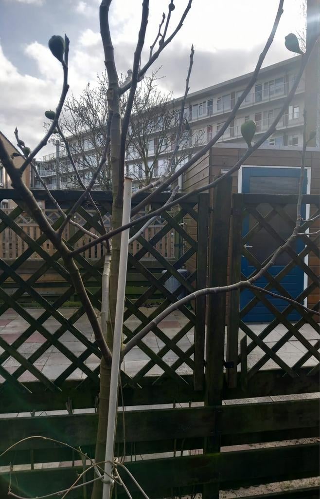 Vijg boom  Brown turkey, Tuin en Terras, Ophalen, Vijgenboom