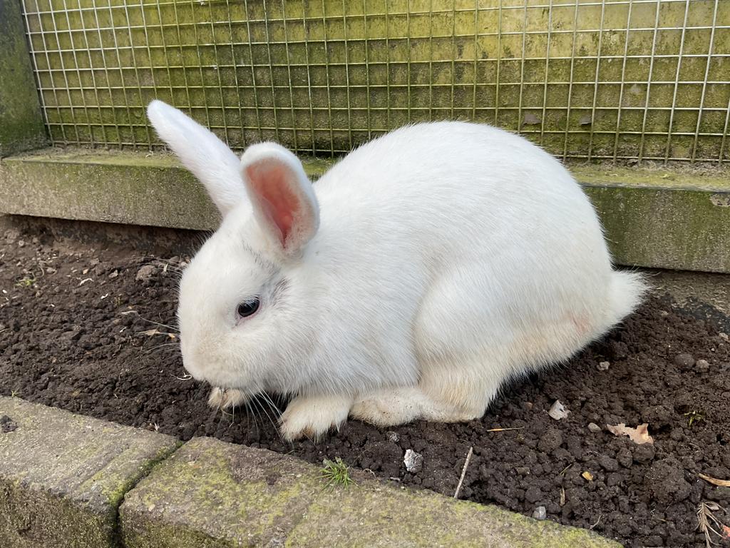 Mooi en lief konijn, rammelaar 8 maanden oud!, Ophalen of Verzenden