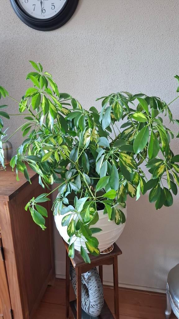 Plant met bieden van af 50 euro, Ophalen of Verzenden