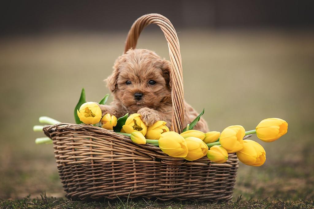 Maltipoo Teefje (Red) - Kim - Lief, Compact & Vrolijk, Dieren en Toebehoren, Honden | Niet-rashonden, 8 tot 15 weken, Buitenland