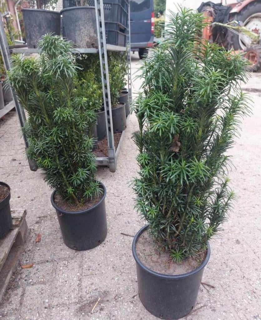 Taxus baccata 'Fastigiata Robusta', Ophalen, Taxus, Minder dan 100 cm