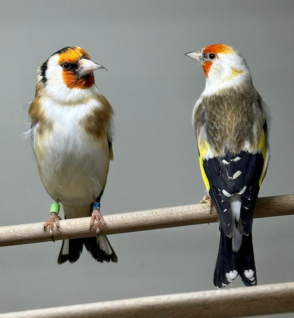 Majoor putter, Dieren en Toebehoren, Mannelijk, Wildzangvogel