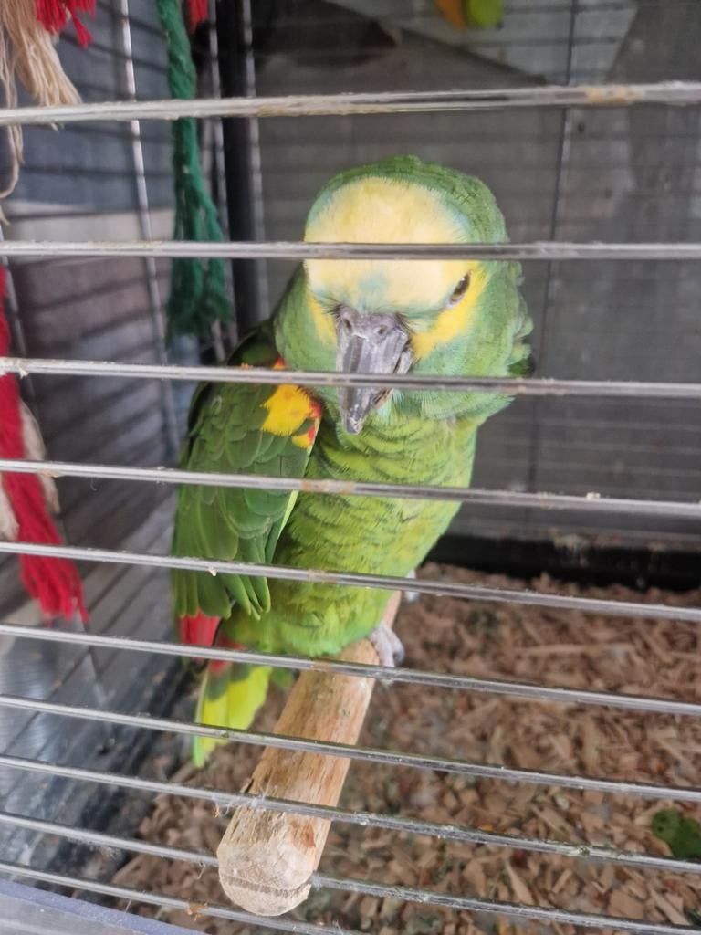 Amazone papegaai, Ophalen, Metaal, Vogelkooi