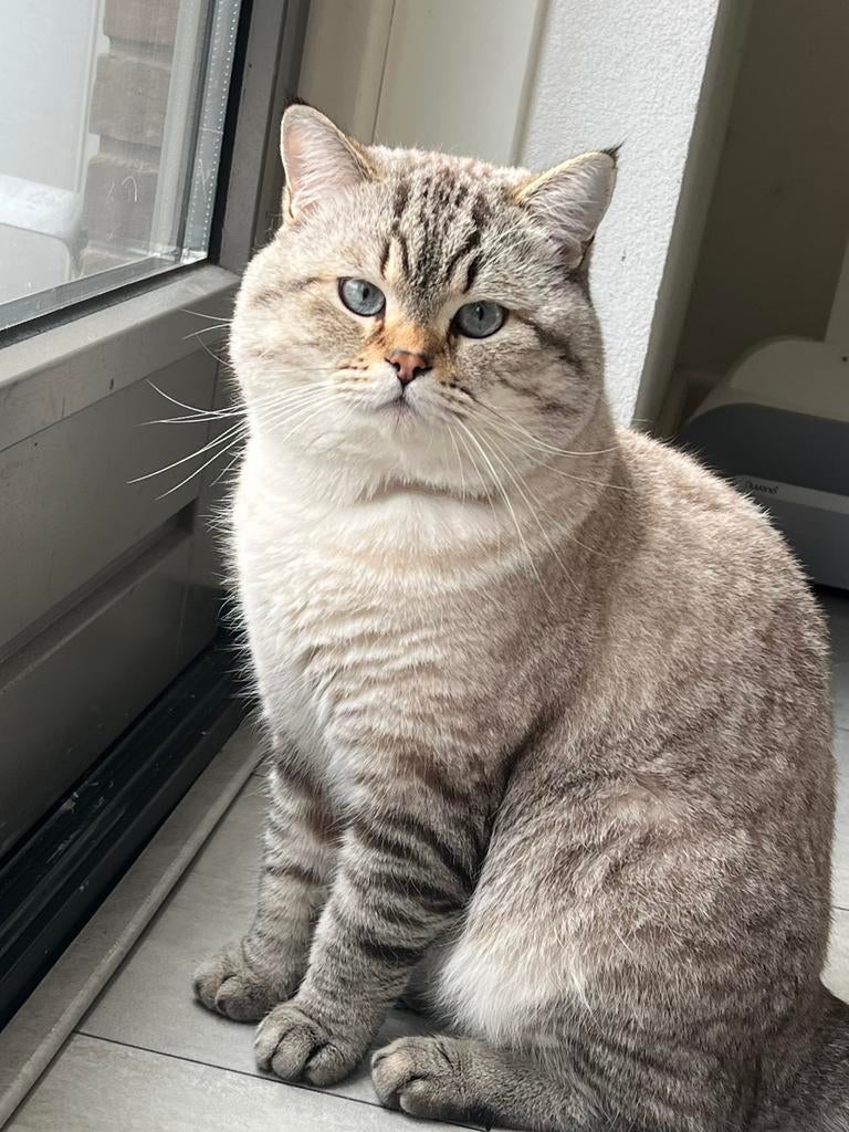 Dekkater Britse Korthaar ( NIET TE KOOP ), Kater, Gechipt, 0 tot 2 jaar