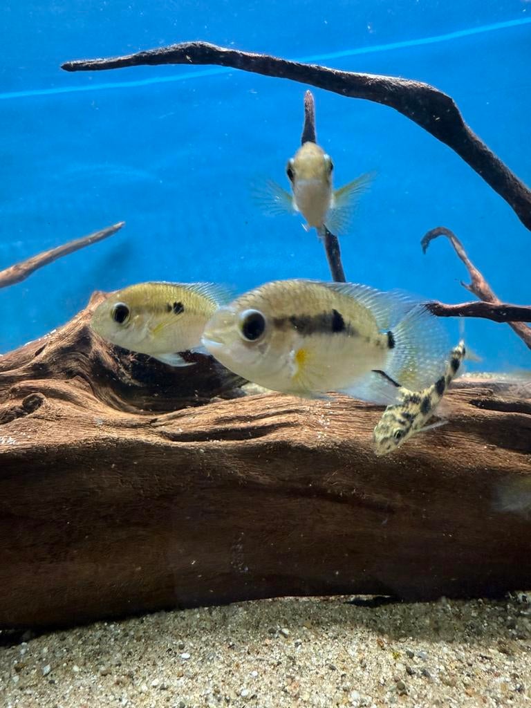 Aequidens portalegrensis - groene acara, Vis