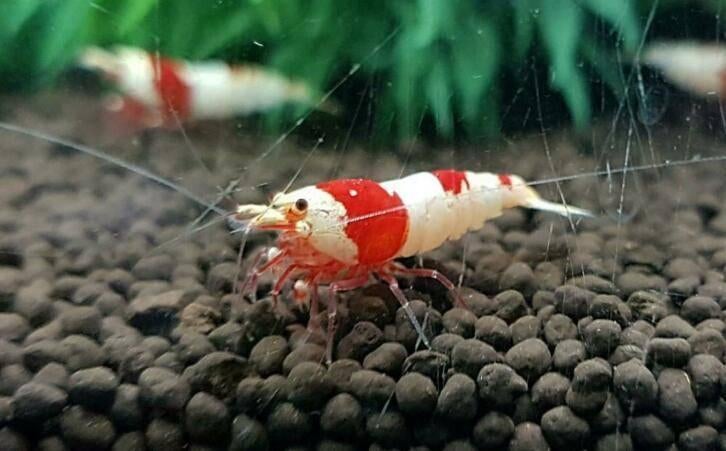Crystal Red - Pure red line (ook verzenden), Dieren en Toebehoren, Vissen | Aquariumvissen, Kreeft, Krab of Garnaal, Zoetwatervis