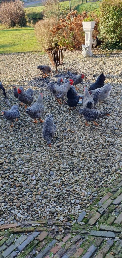 Krielhaantjes te koop Wyandotte x Amrock, Dieren en Toebehoren, Pluimvee, Mannelijk, Kip