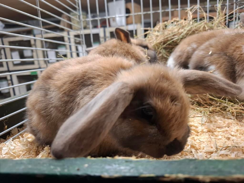 Mooie tamme dwerg konijntjes, Dieren en Toebehoren, Konijnen, Meerdere dieren, Dwerg