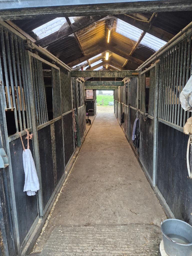Paardenstal in Leimuiden. Boxen vrij., Weidegang, 1 paard of pony