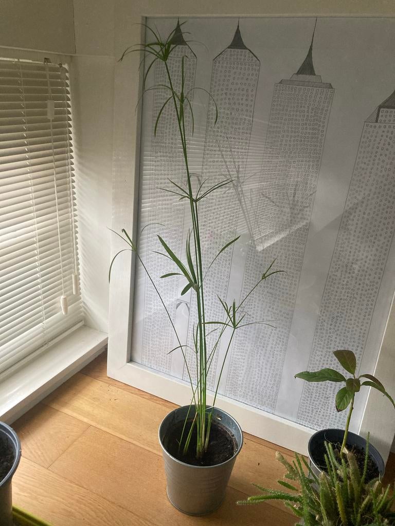 Mooie Parapluplant (Papyrus) voor binnen, Ophalen, Overige soorten, Halfschaduw, In pot