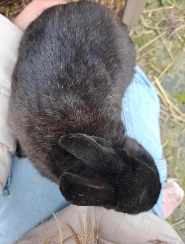 Mooie mannetjes konijn zwart, Dieren en Toebehoren, Konijnen, Klein, Mannelijk, 0 tot 2 jaar