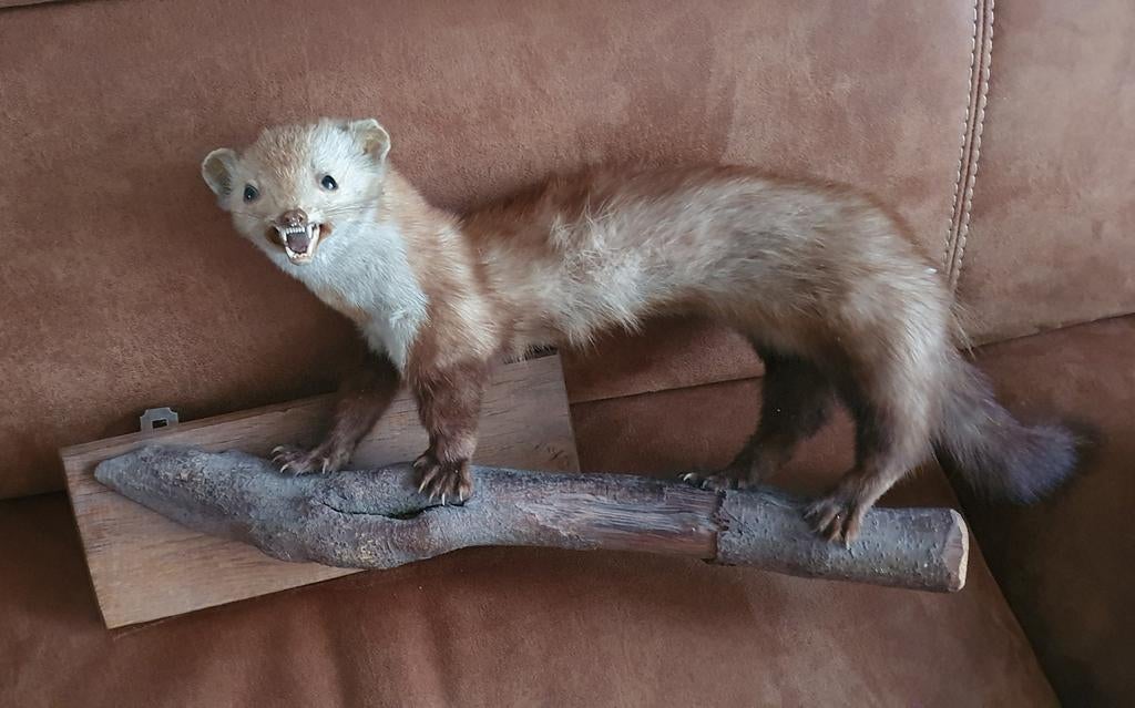 Steenmarter, Verzamelen, Dierenverzamelingen, Ophalen of Verzenden, Zo goed als nieuw, Opgezet dier