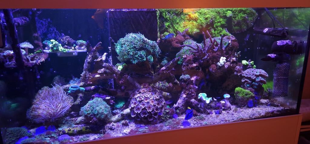 koraal te koop, Overige typen