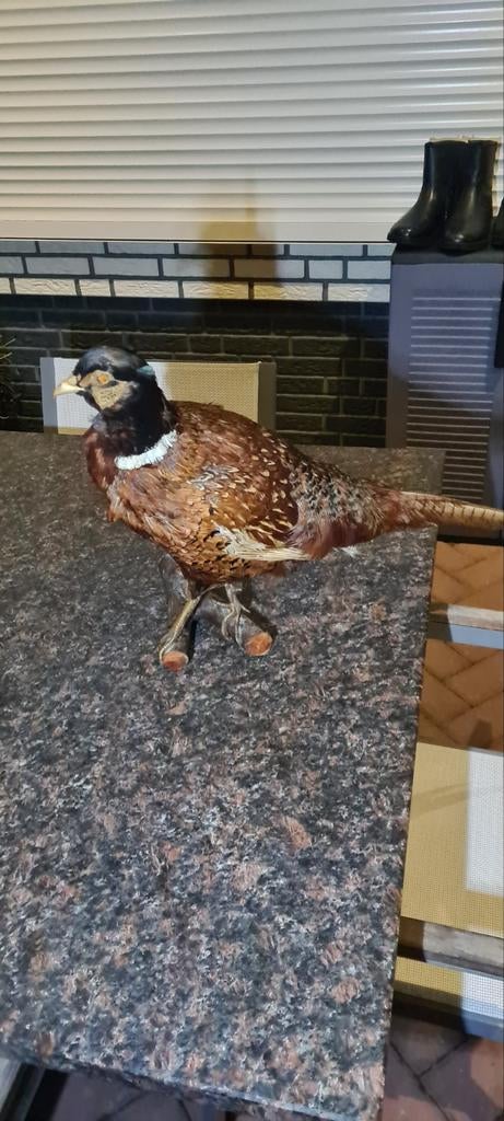 Opgezette fasant, Ophalen, Vogel, Opgezet dier