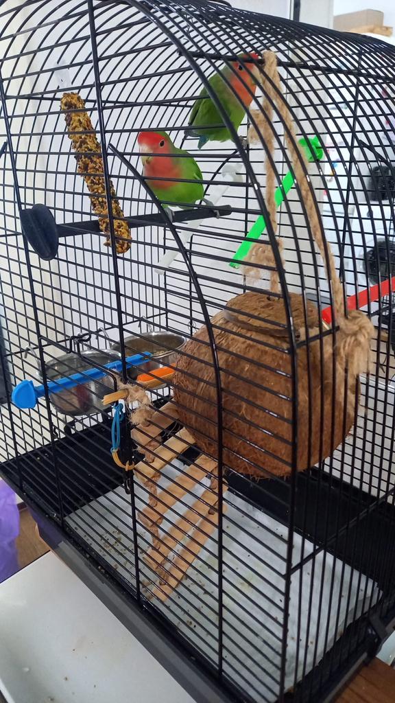 Aga pornissen (lovebirds), Dieren en Toebehoren, Vogels | Parkieten en Papegaaien, Meerdere dieren, Dwergpapegaai of Agapornis