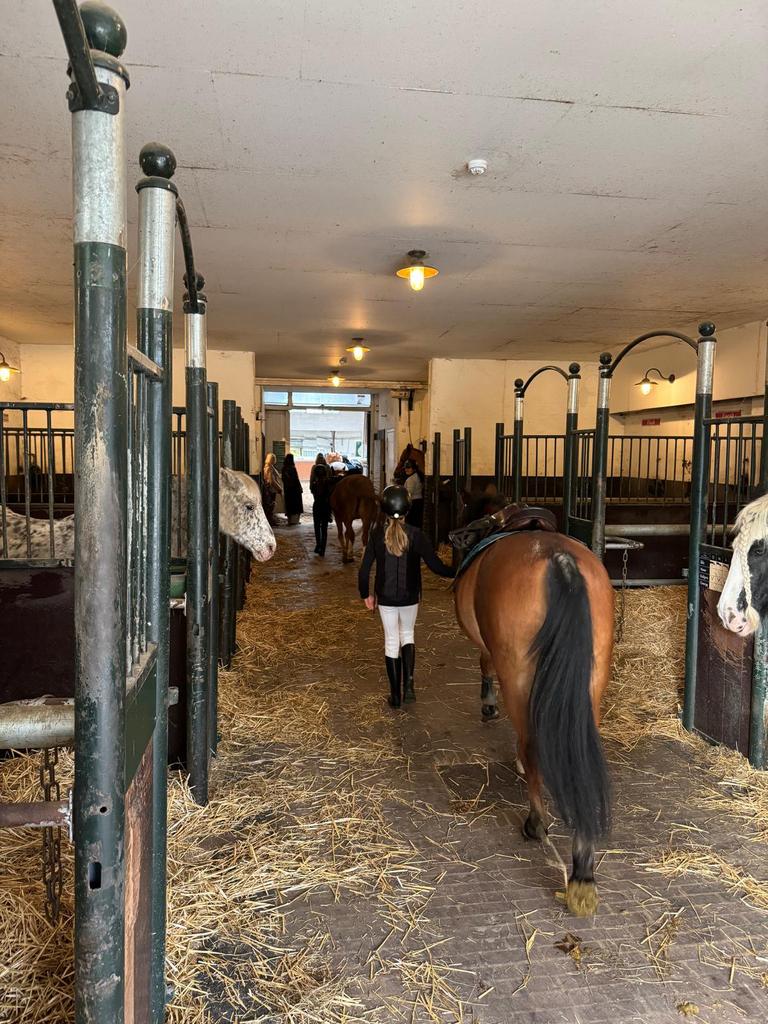 Verzorger aangeboden!! Verzorg pony gezocht, Dieren en Toebehoren