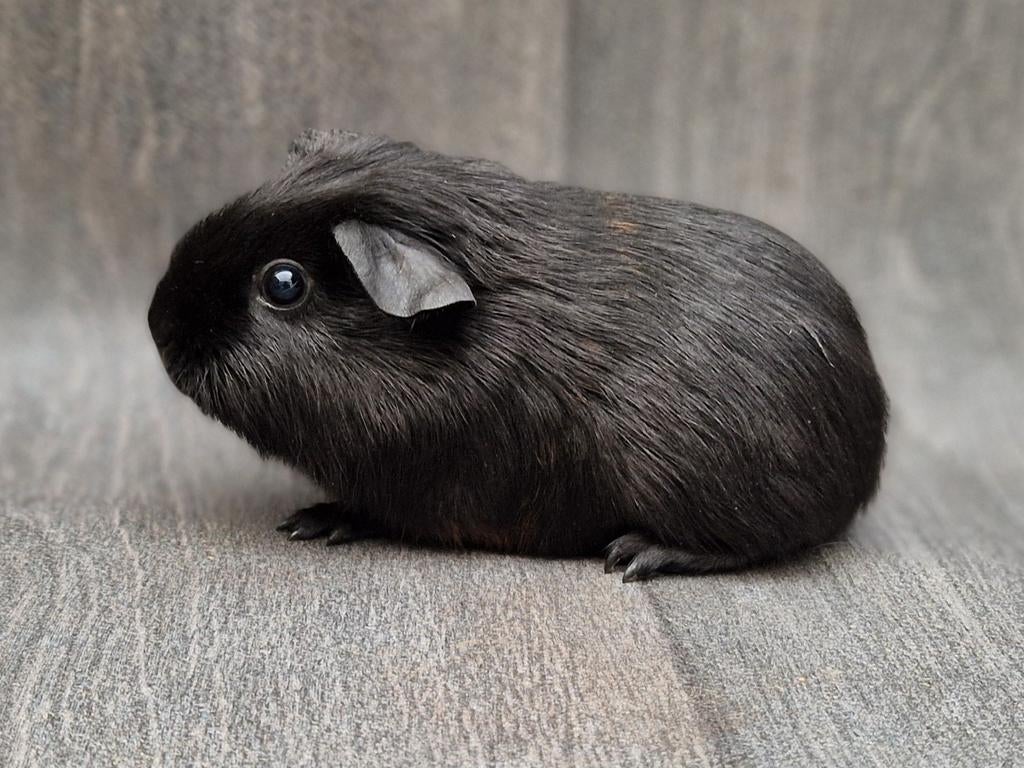 Cavia zeugje, Cavia, Vrouwelijk, Tam, Oktober