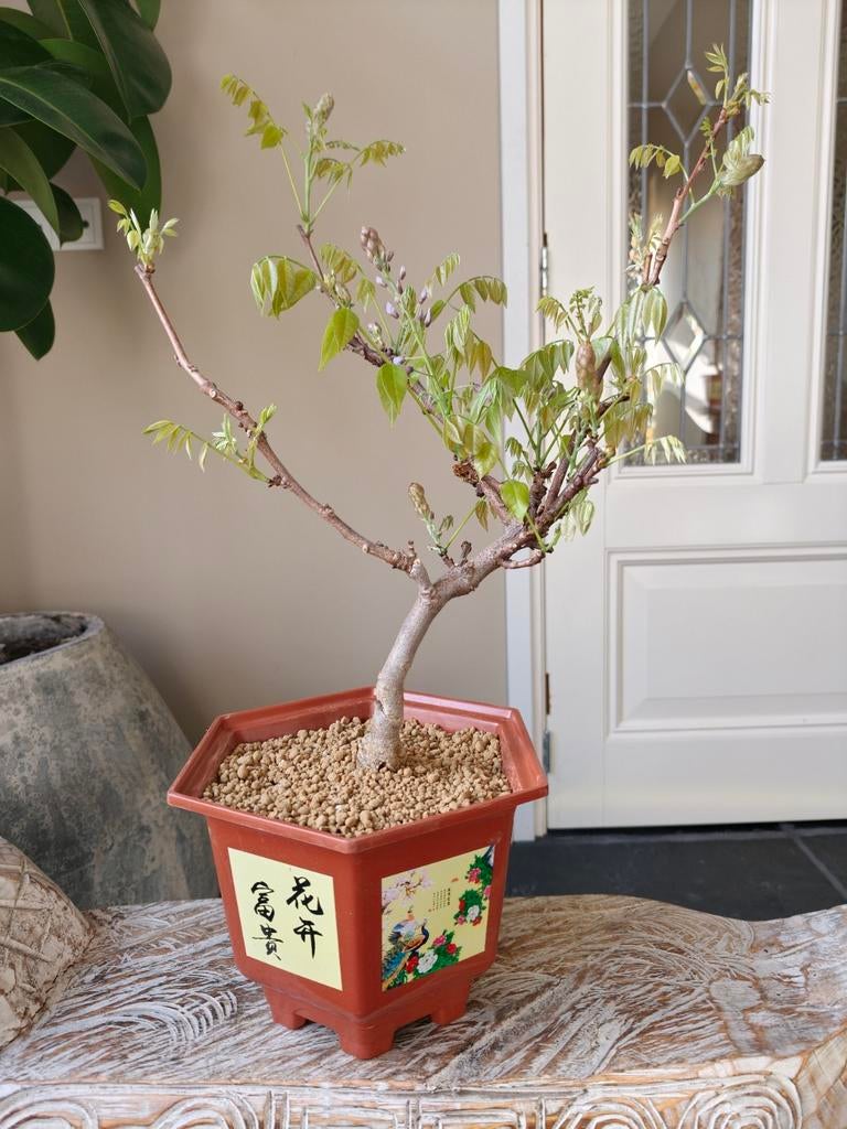 Wisteria Floribunda Purple Bonsai, Bloeit niet, Halfschaduw, Minder dan 100 cm, Overige soorten