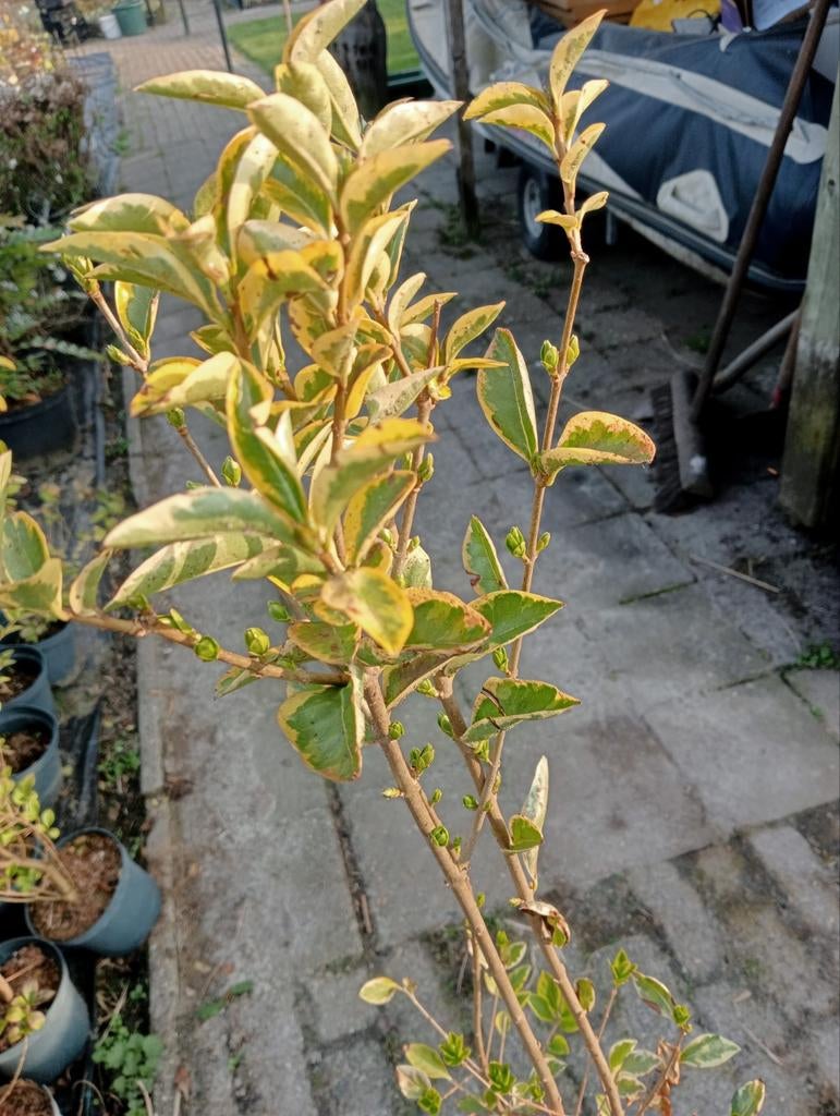 liguster bontbladig, Tuin en Terras, Ophalen, Liguster, Minder dan 100 cm