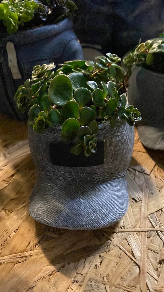 Stoere pet met plant, leuk voor op een kinderkamer, Verzamelen, Beelden en Beeldjes, Ophalen, Zo goed als nieuw, Dier