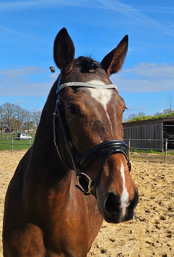 Lieve 3 jarige merrie v. Extreme US, Dieren en Toebehoren, Paarden, Merrie, Niet van toepassing, 160 tot 165 cm, 3 tot 6 jaar
