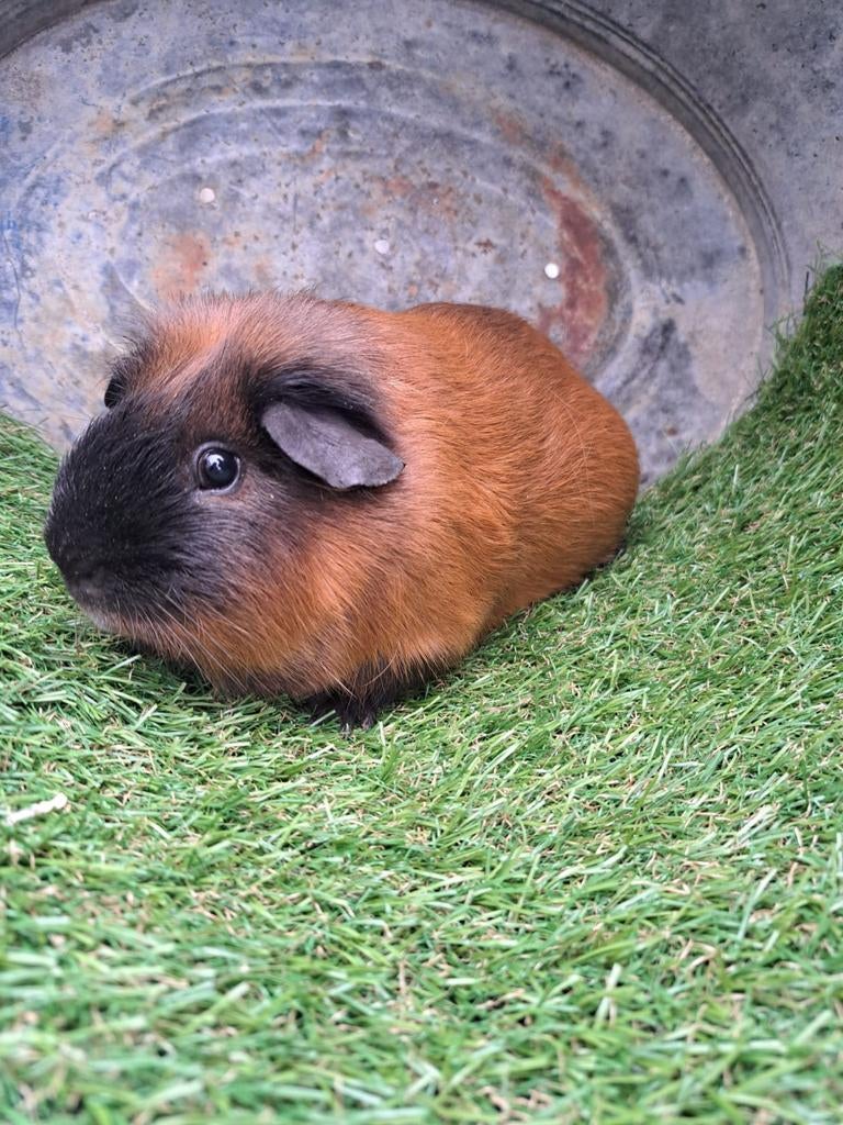 California cavia fokbeer, Dieren en Toebehoren, Cavia, April, Mannelijk, Tam