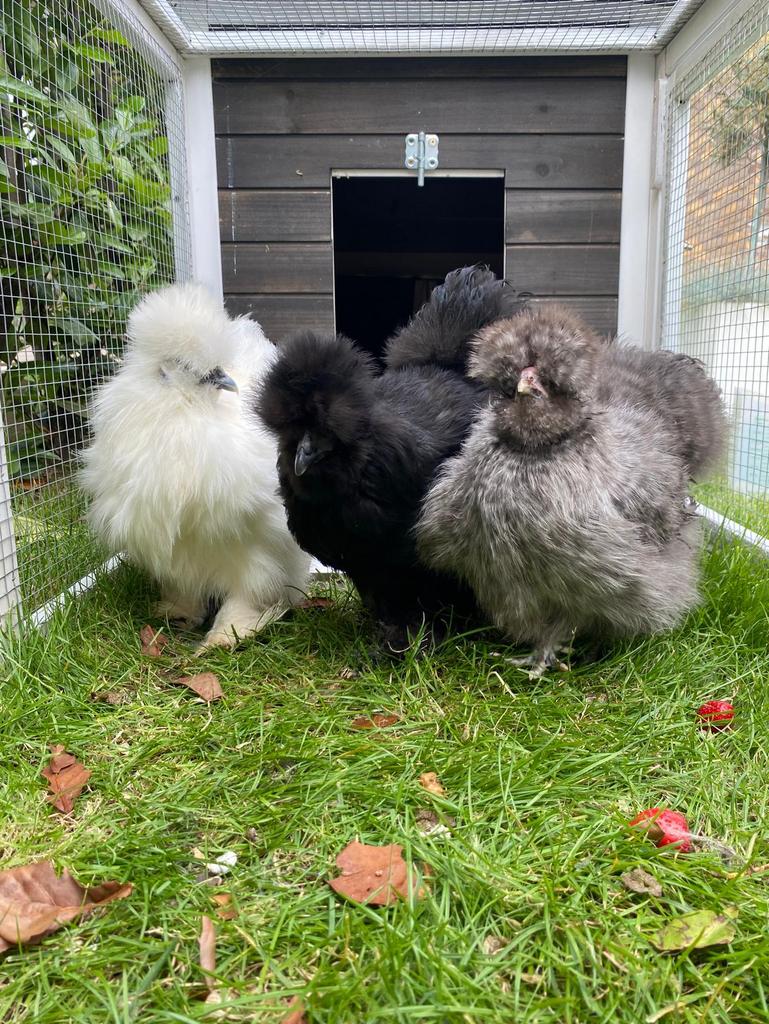 Broedeieren gebaarde zijdehoender kriel te koop, Dieren en Toebehoren, Pluimvee, Geslacht onbekend, Kip
