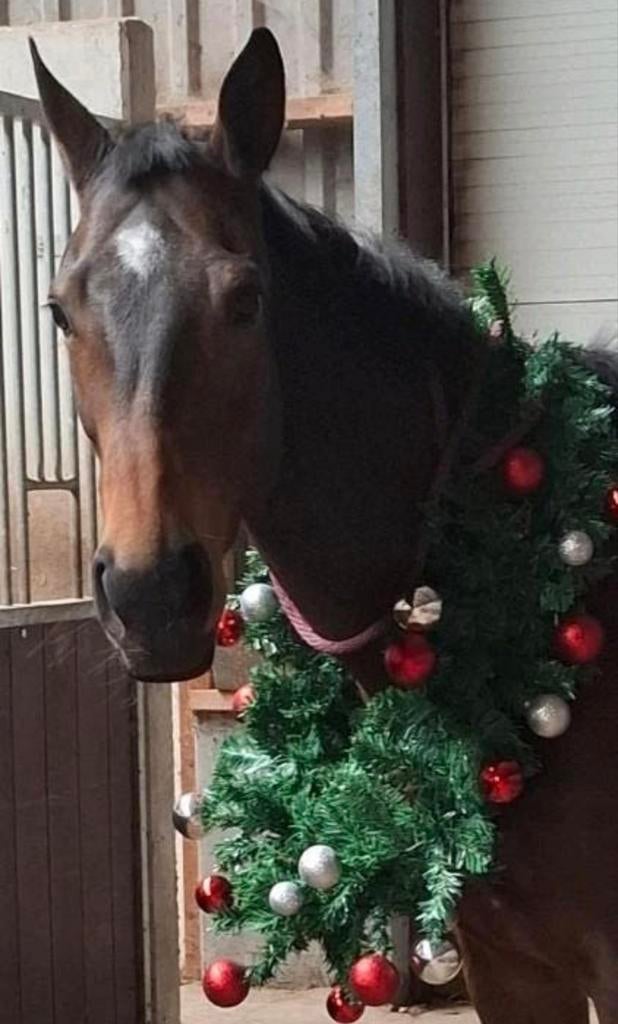 Prachtige merrie, Dieren en Toebehoren, Paarden, Merrie, 160 tot 165 cm, Gechipt, 7 tot 10 jaar