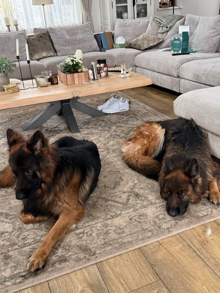 Herplaatsing, voor deze twee lieve herders., Meerdere, Meerdere dieren, 3 tot 5 jaar, Nederland